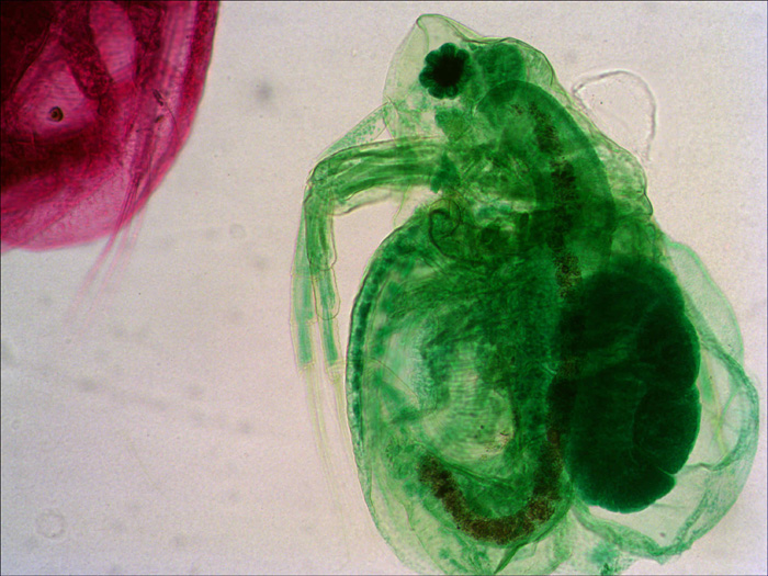 18-Daphnia.jpg 18-Daphnia.jpg